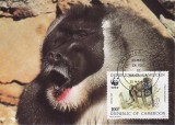 3157 - carte maxima Camerun 1988