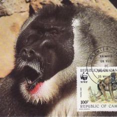 3157 - carte maxima Camerun 1988