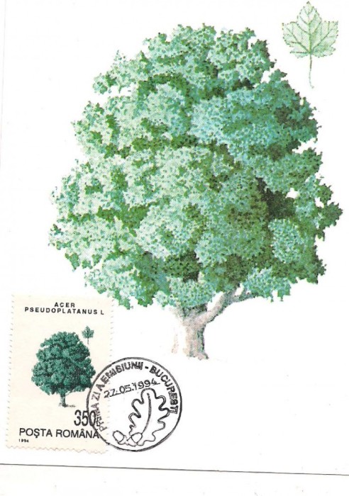 # ilustrata maxima-LUNA PADURII 1995-Paltin-prima zi