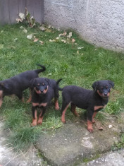 Pui Rottweiler foto