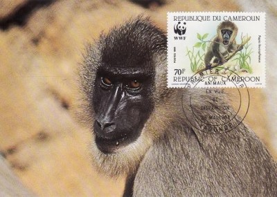 3158 - carte maxima Camerun 1988 foto