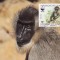 3158 - carte maxima Camerun 1988