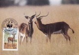 3151 - carte maxima Zambia 1987