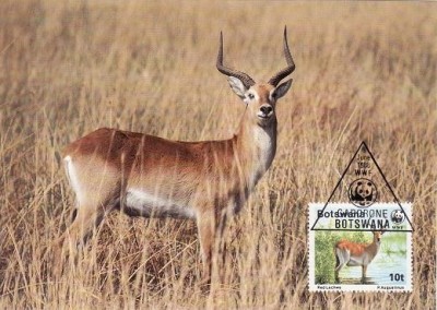 3184 - carte maxima Botswana 1988 foto