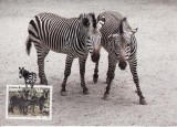 3190 - carte maxima Namibia 1991
