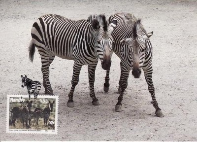 3190 - carte maxima Namibia 1991 foto