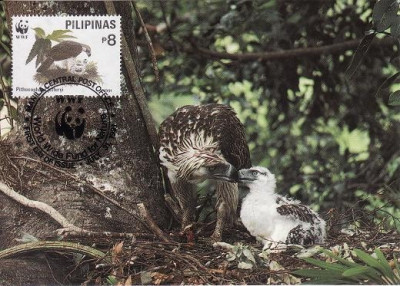 3201 - carte maxima Filipine 1991 foto