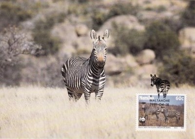 3189 - carte maxima Namibia 1991 foto