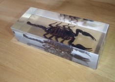 Scorpion gigant - DeAgostini insecte De Agostini foto