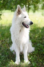 Pui Ciobanesc alb elvetian (lup-alb) foto