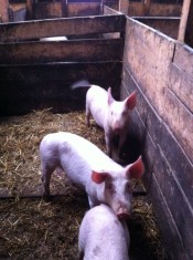 Porci de vanzare( purcei, godini, porci mari) foto