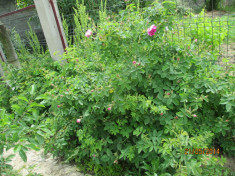 trandafiri dulceata Rosa Damascena, Kazalanlik foto
