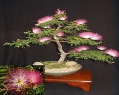 20 Seminte pentru Germinat Albizia Julibrissin Bonsai Copac de Matase foto