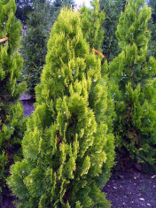 Thuja orientalis ?Pyramidalis aurea? - Tuia piramidala galbena foto