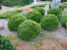 Thuja occidentalis Danica - Tuia sferica foto