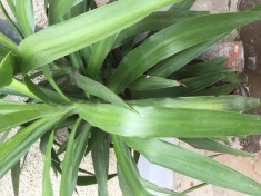 YUCCA foto