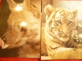 Set 7 Ilustrate mari - Animale din Gradina Zoo Tallin URSS 1989 , 21x15 cm
