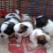 vand pui shih tzu cu microcip