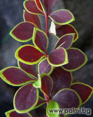 Berberis thunbergii Coronita foto