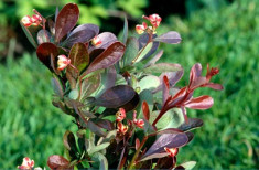 Berberis thunbergii Atropurpurea Nana foto