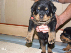 Pui Rottweiler de vanzare foto