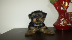 Vand Yorkshire terrier puiuti; Detin parintii foto