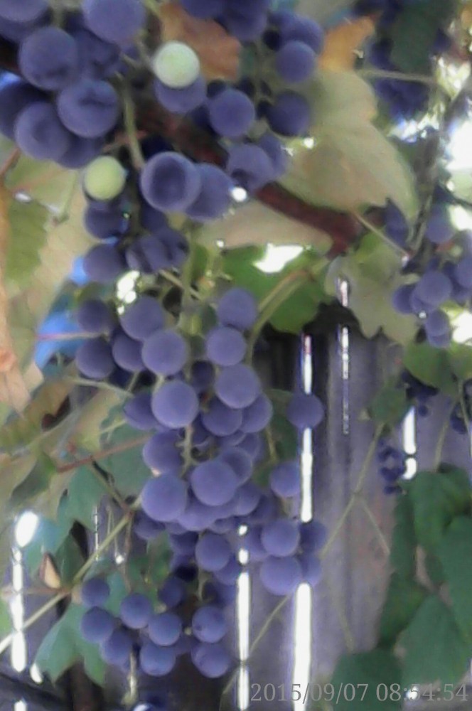 Vand struguri pentru vin. Fleura si fraga alba in loc. Botosani. | arhiva  Okazii.ro