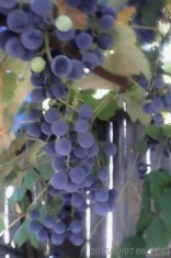 Vand struguri pentru vin. Fleura si fraga alba in loc. Botosani. foto