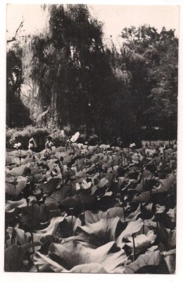 % carte postala-ORADEA-Baile felix foto