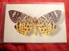 Ilustrata veche - Fluture , interbelica, Necirculata, Printata