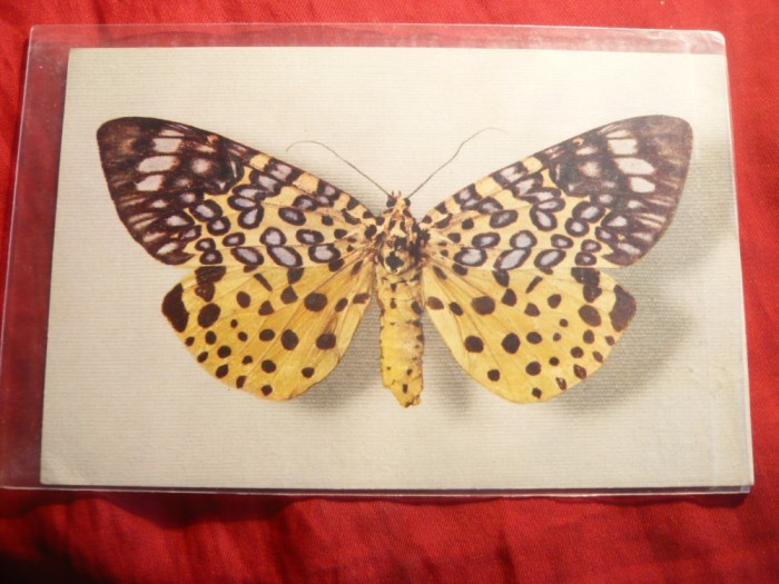 Ilustrata veche - Fluture , interbelica
