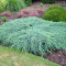 Juniperus squamata &#039;Blue Carpet&#039; ? ienupar tarator