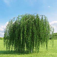 Betula pendula ?Youngii? - mesteacan pletos foto