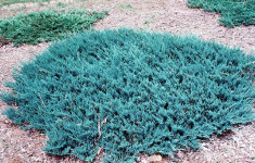 Juniperus horizontalis &amp;#039;Blue Chip&amp;#039; ? ienupar tarator albastru foto