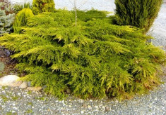 Juniperus chinensis Kuriwao Gold - ienupar galben foto