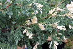 Juniperus horizontalis Andorra Variegata? Ienupar tarator vargat foto