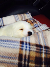 URGENT!!! Vand Bichon maltez Toy Mascul foto