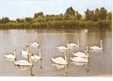 CPI (B5685) CONSTANTA. ASPECT MICRODELTA, LEBEDE