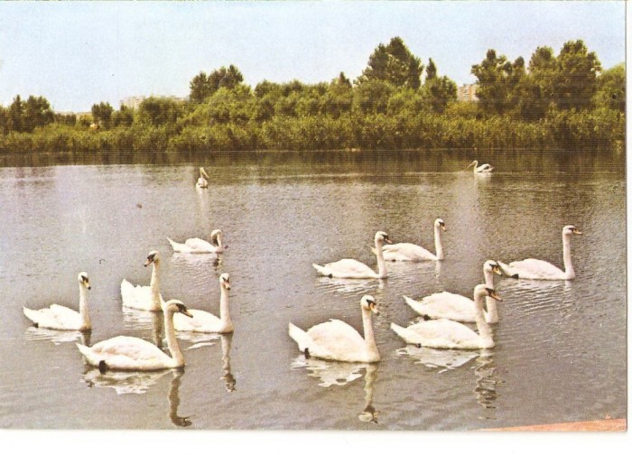CPI (B5685) CONSTANTA. ASPECT MICRODELTA, LEBEDE