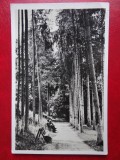 Carte postala - Vedere - Bazna, Circulata, Printata