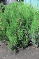 Tuia Occidentalis / Gard viu / Plante ornamentale / Gradina foto