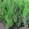 Tuia Occidentalis / Gard viu / Plante ornamentale / Gradina