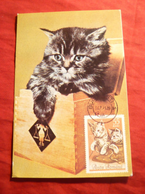 Maxima - Pisica in cutie -1965 foto