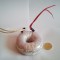 TOROID TRANSFORMATOR 220V la 16.5V putere 20W