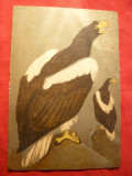 Ilustrata -Litografie- Vulturi Kamceatca ,autor V.A,Vataghin , inc.sec.XX Rusia, Necirculata, Printata