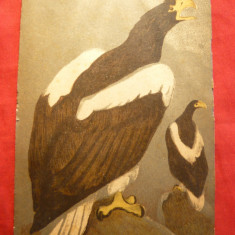Ilustrata -Litografie- Vulturi Kamceatca ,autor V.A,Vataghin , inc.sec.XX Rusia
