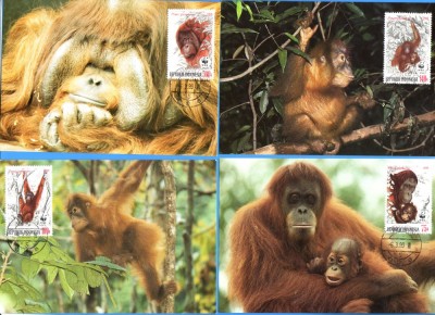 MAXIME STRAINE WWF SET COMPLECT ANIMALE MAIMUTE INDONEZIA 1989 foto