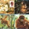 MAXIME STRAINE WWF SET COMPLECT ANIMALE MAIMUTE INDONEZIA 1989