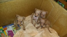 vand catei pinscher pitic toy foto