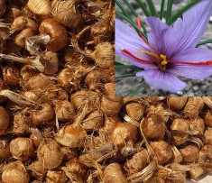 15 Bulbi de sofran Crocus Sativus pentru condiment sofran foto